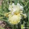 IRIS LES POUMAROTS - L'iriseraie - KUTTOLSHEIM ALSACE FRANCE