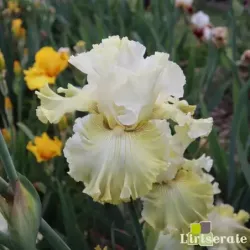 IRIS LES POUMAROTS - L'iriseraie - KUTTOLSHEIM ALSACE FRANCE