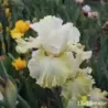 IRIS LES POUMAROTS - L'iriseraie - KUTTOLSHEIM ALSACE FRANCE