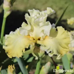 IRIS LES POUMAROTS - L'iriseraie - KUTTOLSHEIM ALSACE FRANCE