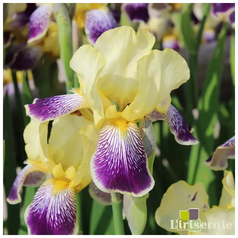 IRIS LORELEY - L'iriseraie - KUTTOLSHEIM ALSACE FRANCE IRIS LORELEY - L'iriseraie - KUTTOLSHEIM ALSACE FRANCE