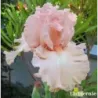 IRIS LOTUS LAND - L'iriseraie - KUTTOLSHEIM ALSACE FRANCE