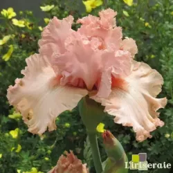 IRIS LOTUS LAND - L'iriseraie - KUTTOLSHEIM ALSACE FRANCE