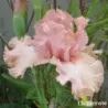 IRIS LOTUS LAND - L'iriseraie - KUTTOLSHEIM ALSACE FRANCE