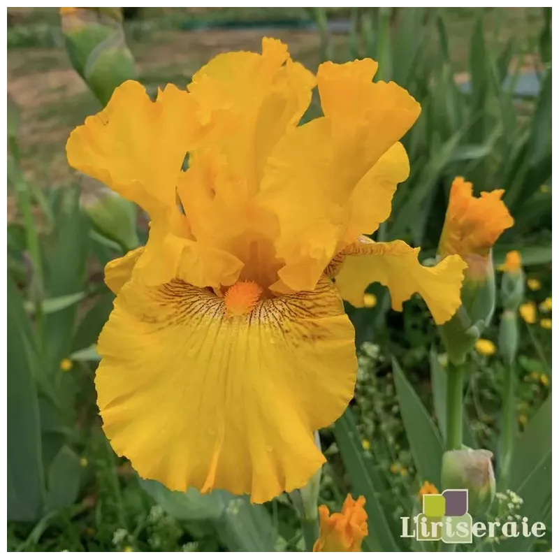 IRIS LOUIS D'OR - L'iriseraie - KUTTOLSHEIM ALSACE FRANCE