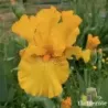 IRIS LOUIS D'OR - L'iriseraie - KUTTOLSHEIM ALSACE FRANCE