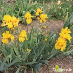 IRIS LOUIS D'OR - L'iriseraie - KUTTOLSHEIM ALSACE FRANCE
