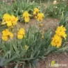 IRIS LOUIS D'OR - L'iriseraie - KUTTOLSHEIM ALSACE FRANCE