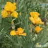 IRIS LOUIS D'OR - L'iriseraie - KUTTOLSHEIM ALSACE FRANCE
