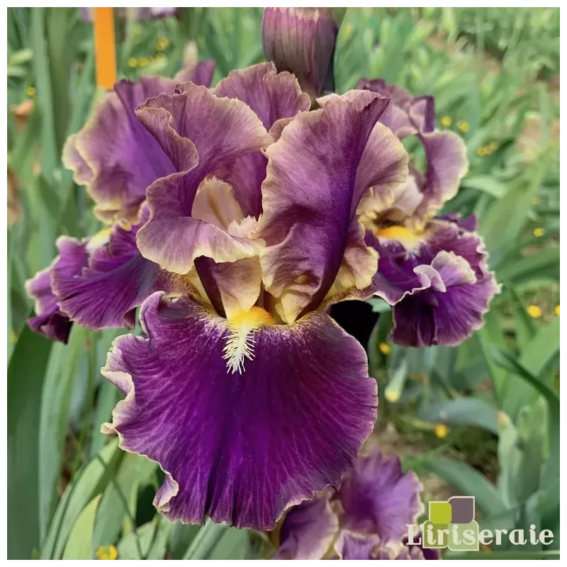 IRIS LUMINATE - L'iriseraie - KUTTOLSHEIM ALSACE FRANCE