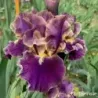 IRIS LUMINATE - L'iriseraie - KUTTOLSHEIM ALSACE FRANCE