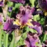 IRIS LUMINATE - L'iriseraie - KUTTOLSHEIM ALSACE FRANCE