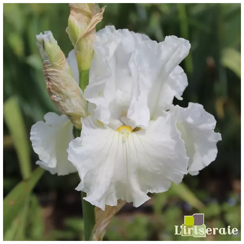 IRIS LUNAR WHITEWASH - L'iriseraie - KUTTOLSHEIM ALSACE FRANCE