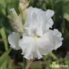 IRIS LUNAR WHITEWASH - L'iriseraie - KUTTOLSHEIM ALSACE FRANCE