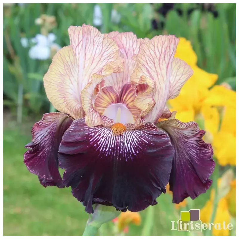 IRIS ACTION PACKED - L'iriseraie - KUTTOLSHEIM ALSACE FRANCE