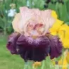 IRIS ACTION PACKED - L'iriseraie - KUTTOLSHEIM ALSACE FRANCE