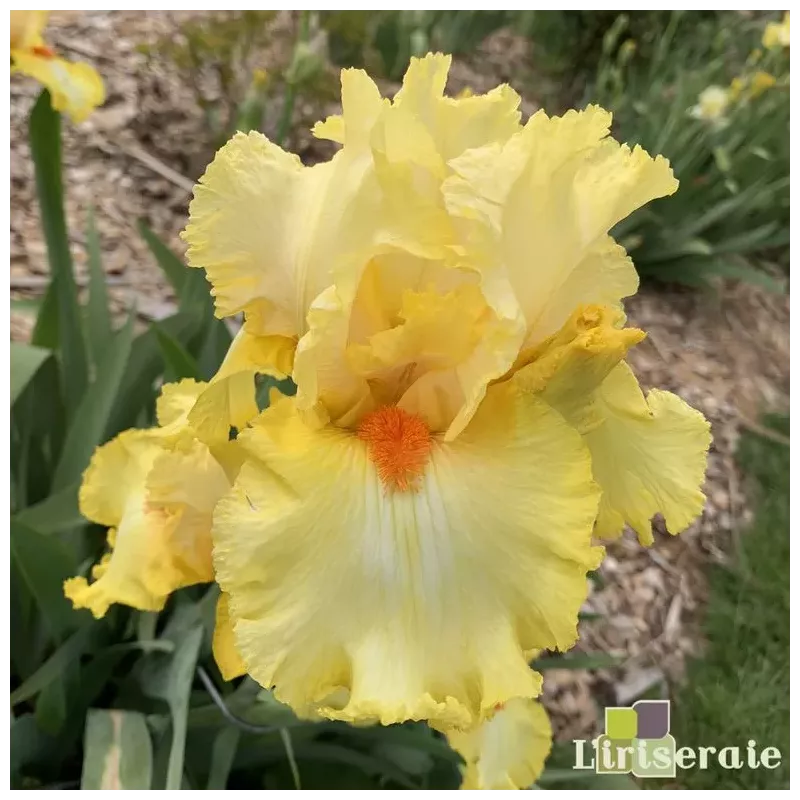 IRIS MARTILE ROWLAND - L'iriseraie - KUTTOLSHEIM ALSACE FRANCE