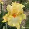 IRIS MARTILE ROWLAND - L'iriseraie - KUTTOLSHEIM ALSACE FRANCE
