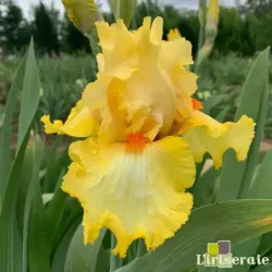 IRIS MARTILE ROWLAND - L'iriseraie - KUTTOLSHEIM ALSACE FRANCE