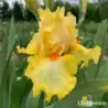 IRIS MARTILE ROWLAND - L'iriseraie - KUTTOLSHEIM ALSACE FRANCE