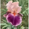 IRIS CHERRY BLOSSOM SONG - L'iriseraie - KUTTOLSHEIM ALSACE FRANCE