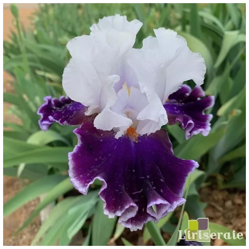 IRIS MERRY AMIGO - L'iriseraie - KUTTOLSHEIM ALSACE FRANCE IRIS MERRY AMIGO - L'iriseraie - KUTTOLSHEIM ALSACE FRANCE
