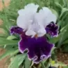 IRIS MERRY AMIGO - L'iriseraie - KUTTOLSHEIM ALSACE FRANCE