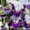IRIS MERRY AMIGO - L'iriseraie - KUTTOLSHEIM ALSACE FRANCE
