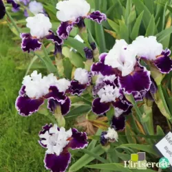 IRIS MERRY AMIGO - L'iriseraie - KUTTOLSHEIM ALSACE FRANCE