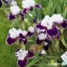 IRIS MERRY AMIGO - L'iriseraie - KUTTOLSHEIM ALSACE FRANCE