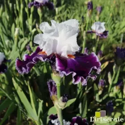 IRIS MERRY AMIGO - L'iriseraie - KUTTOLSHEIM ALSACE FRANCE