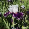 IRIS MERRY AMIGO - L'iriseraie - KUTTOLSHEIM ALSACE FRANCE