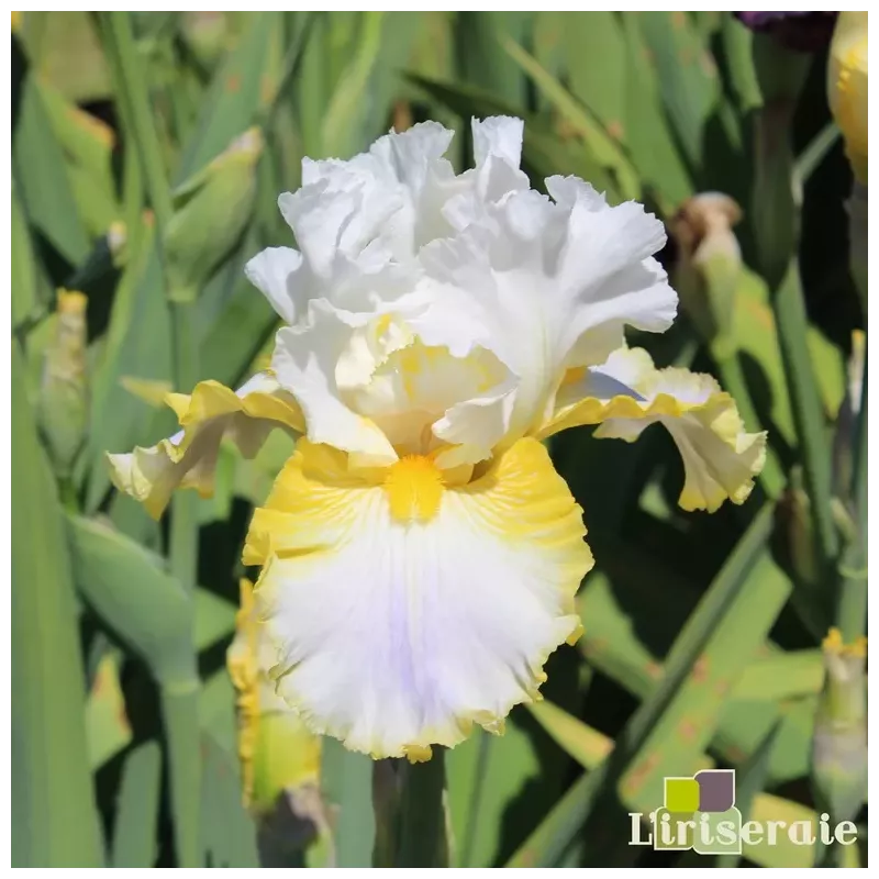IRIS MORNING SUNRISE - L'iriseraie - KUTTOLSHEIM ALSACE FRANCE