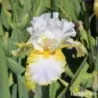 IRIS MORNING SUNRISE - L'iriseraie - KUTTOLSHEIM ALSACE FRANCE