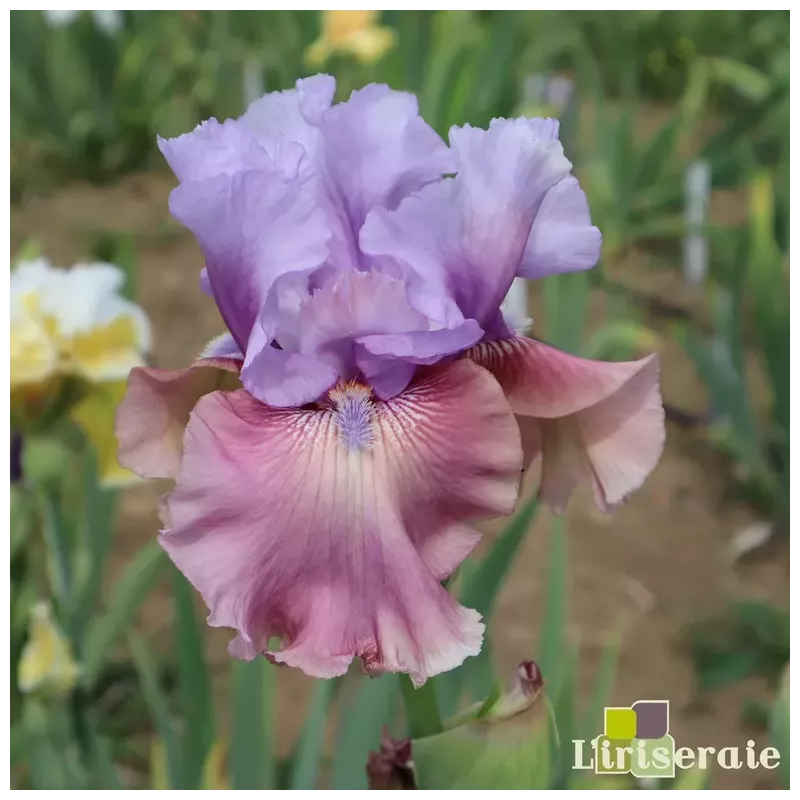 IRIS NEW FACE - L'iriseraie - KUTTOLSHEIM ALSACE FRANCE