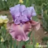 IRIS NEW FACE - L'iriseraie - KUTTOLSHEIM ALSACE FRANCE