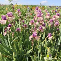 IRIS NEW FACE - L'iriseraie - KUTTOLSHEIM ALSACE FRANCE