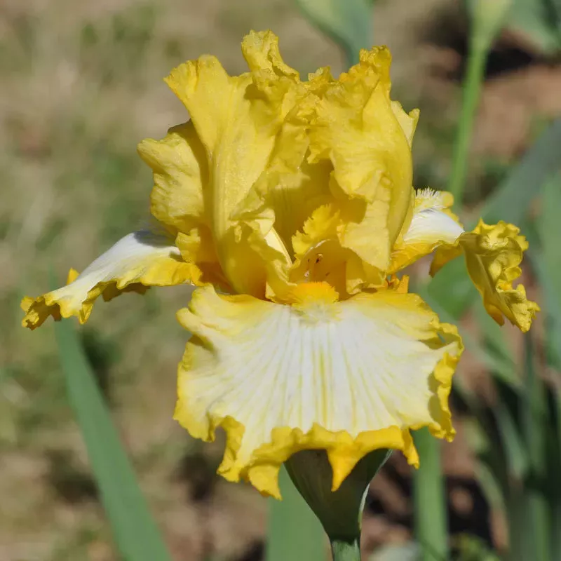 IRIS NOTTA LEMON - L'iriseraie - KUTTOLSHEIM ALSACE FRANCE