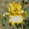 IRIS NOTTA LEMON - L'iriseraie - KUTTOLSHEIM ALSACE FRANCE