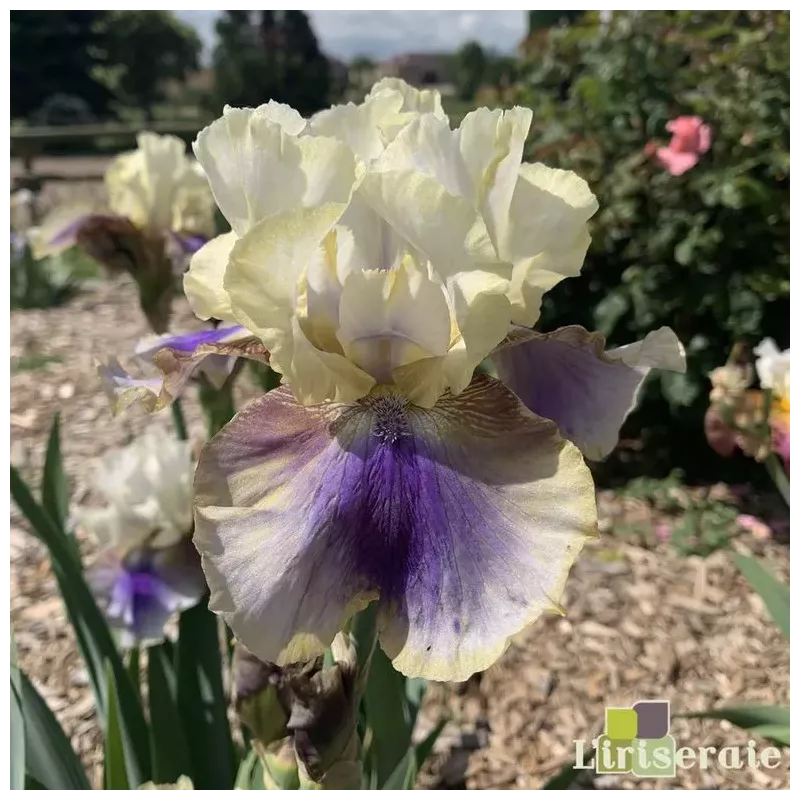IRIS ON DECK - L'iriseraie - KUTTOLSHEIM ALSACE FRANCE