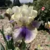 IRIS ON DECK - L'iriseraie - KUTTOLSHEIM ALSACE FRANCE