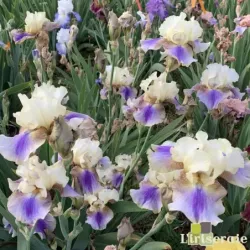 IRIS ON DECK - L'iriseraie - KUTTOLSHEIM ALSACE FRANCE