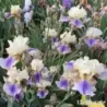 IRIS ON DECK - L'iriseraie - KUTTOLSHEIM ALSACE FRANCE