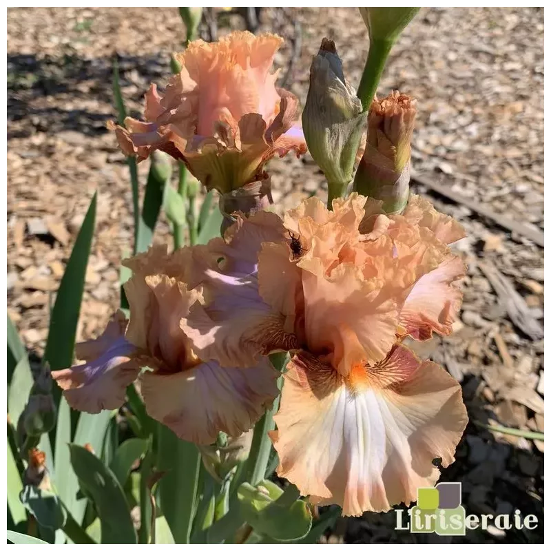 IRIS ORANGE TOFFEE - L'iriseraie - KUTTOLSHEIM ALSACE FRANCE