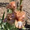 IRIS ORANGE TOFFEE - L'iriseraie - KUTTOLSHEIM ALSACE FRANCE