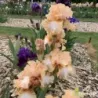 IRIS ORANGE TOFFEE - L'iriseraie - KUTTOLSHEIM ALSACE FRANCE