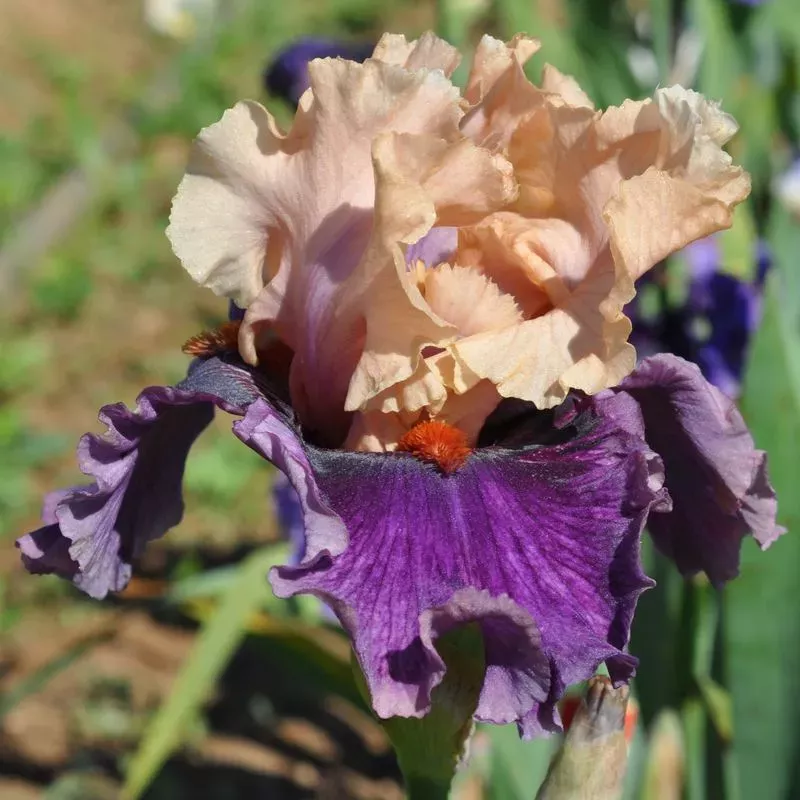 IRIS PARIS MEMORY - L'iriseraie - KUTTOLSHEIM ALSACE FRANCE