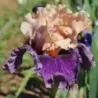 IRIS PARIS MEMORY - L'iriseraie - KUTTOLSHEIM ALSACE FRANCE