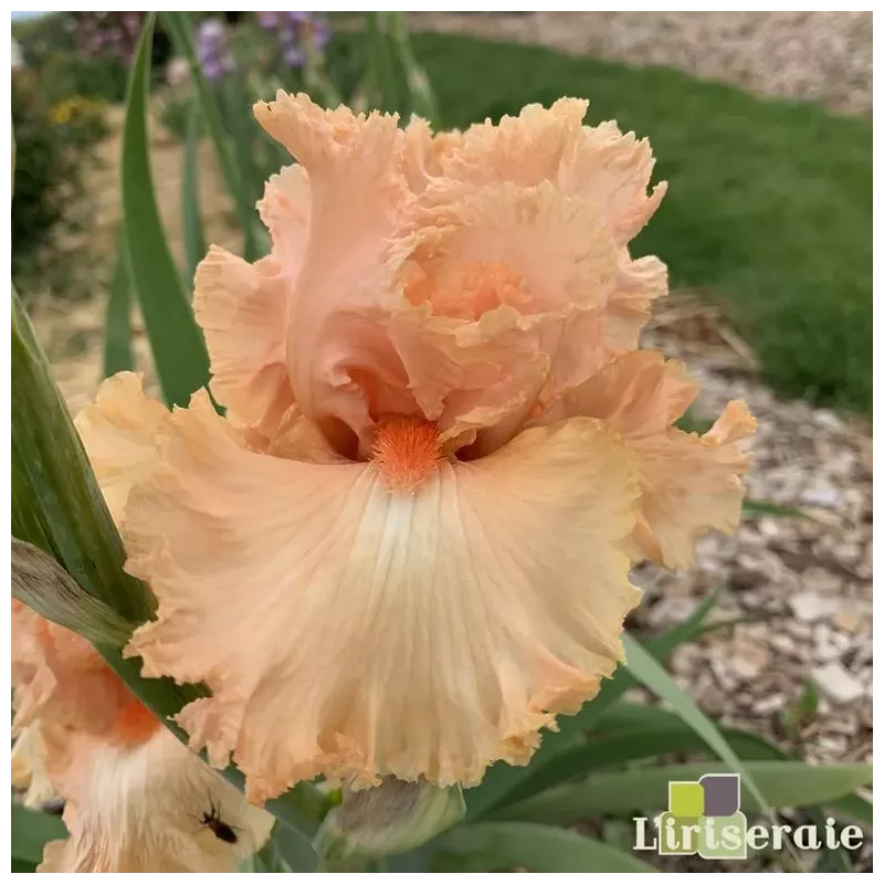 IRIS PARISIAN LACE - L'iriseraie - KUTTOLSHEIM ALSACE FRANCE