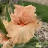 IRIS PARISIAN LACE - L'iriseraie - KUTTOLSHEIM ALSACE FRANCE